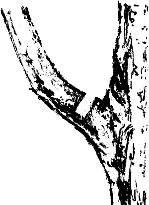 Экспресс-курс садовой обрезки - _16.png