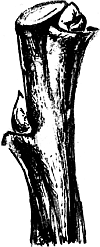 Экспресс-курс садовой обрезки - _22.png