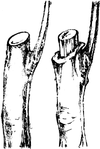 Экспресс-курс садовой обрезки - _29.png