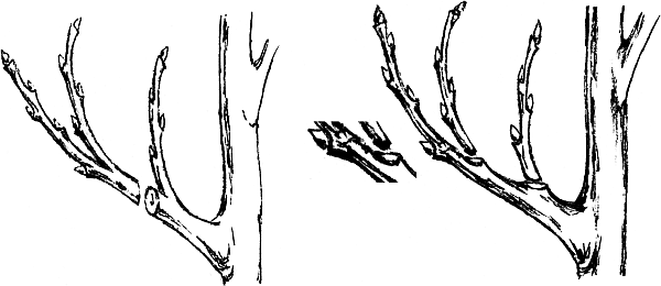Экспресс-курс садовой обрезки - _67.png