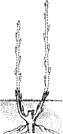 Экспресс-курс садовой обрезки - _101.png