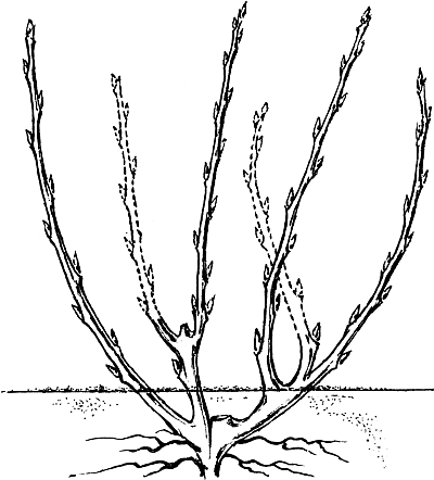 Экспресс-курс садовой обрезки - _103.png