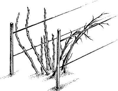 Экспресс-курс садовой обрезки - _111.png