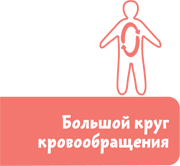 Как устроен человек - i_012.png