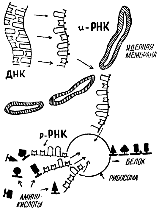 Мы и её величество ДНК - img_68.png
