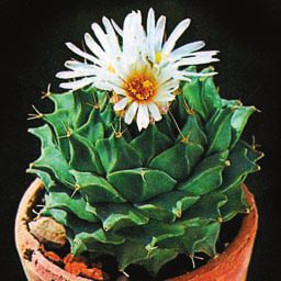 Кактусы - _157.jpg