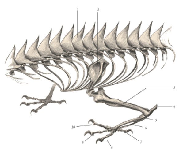 Химера - _92.jpg