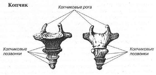 Aнатомия жизни и смерти. Жизненно важные точки на теле человека - _158.jpg