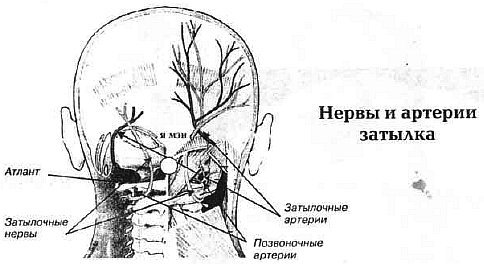Aнатомия жизни и смерти. Жизненно важные точки на теле человека - _83.jpg