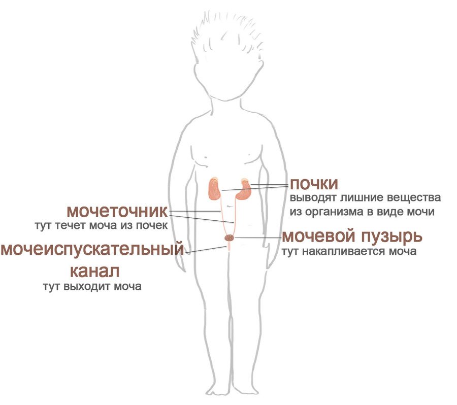 Как я устроен - i_026.jpg