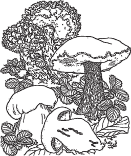 Кто есть кто в мире природы - i_028.png