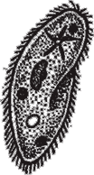 Кто есть кто в мире природы - i_031.png