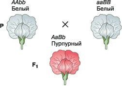 Биология. Общая биология. Базовый уровень. 10 класс - i_096.jpg