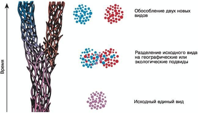 Биология. Общая биология. Базовый уровень. 11 класс - i_036.jpg