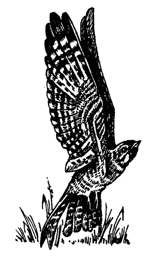 Кто есть кто в мире животных - i_024.png