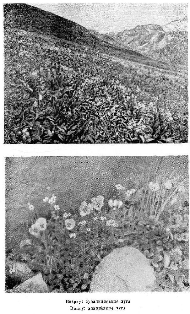По Алтаю - _59.jpg