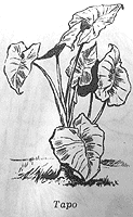Томек среди охотников за человеческими головами - pic6.png