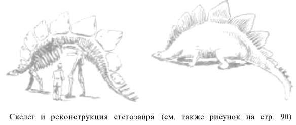 О ловкости и ее развитии - any2fbimgloader61.jpeg