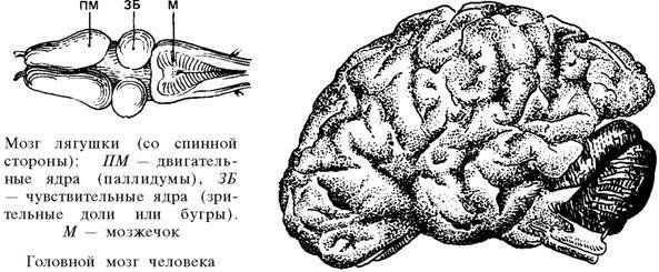 О ловкости и ее развитии - any2fbimgloader75.jpeg