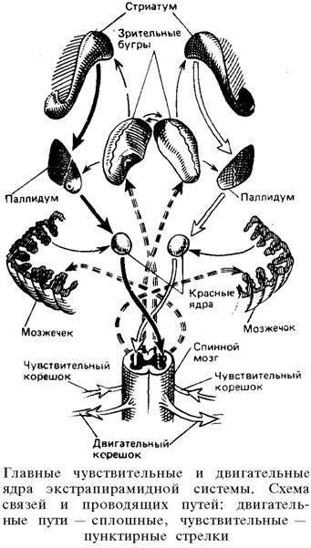 О ловкости и ее развитии - any2fbimgloader88.jpeg