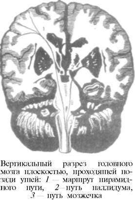 О ловкости и ее развитии - any2fbimgloader92.jpeg