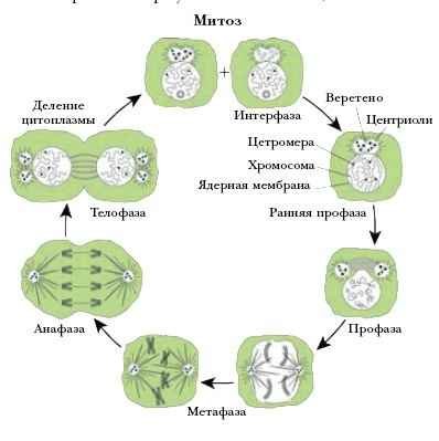 Энциклопедия «Биология» (без иллюстраций) - m_035.jpg