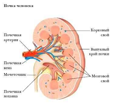 Энциклопедия «Биология» (без иллюстраций) - p_050.jpg
