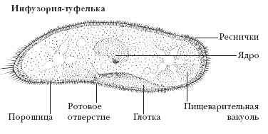 Энциклопедия «Биология» (без иллюстраций) - t_026.jpg