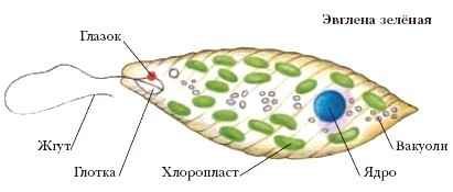Энциклопедия «Биология» (без иллюстраций) - ye_001.jpg