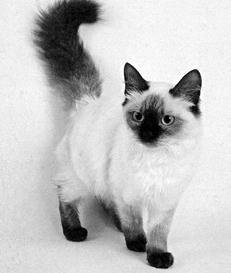 Кормление кошек - i_006.jpg