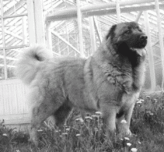 Кавказская овчарка - i_018.png