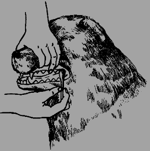 Кавказская овчарка - i_062.png
