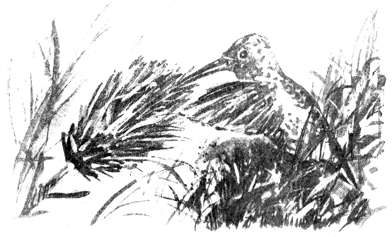 Томек в Гран-Чако - pic04.png