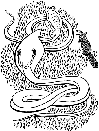 Рикки-Тикки-Тави - i_001.png
