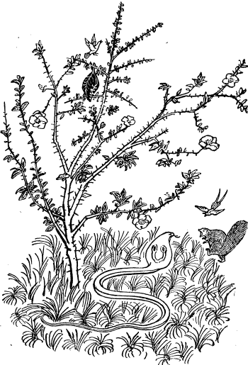 Рикки-Тикки-Тави - i_002.png
