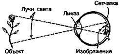 Шокирующая правда о воде и соли - any2fbimgloader48.jpeg