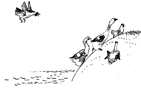 Как куры научились плавать - _4.png