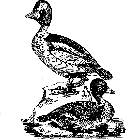 Том 5. Записки ружейного охотника - i_025.png
