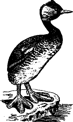 Том 5. Записки ружейного охотника - i_027.png