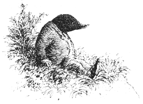 Ветер в ивах - i_006.png