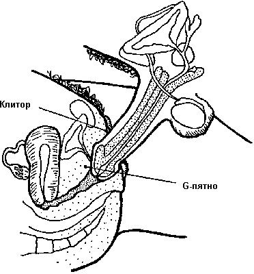 Совершенствование мужской сексуальной энергии - i_028.png