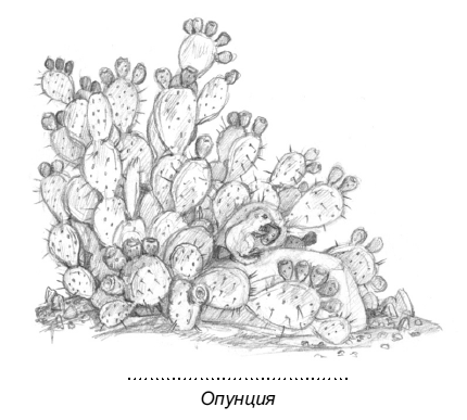 Магия домашних растений. Волшебство у вас в саду и на балконе - i_012.png