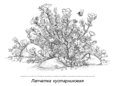 Магия домашних растений. Волшебство у вас в саду и на балконе - i_014.png