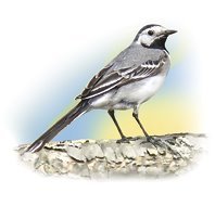 Птицы - i_012.jpg