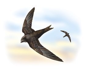 Птицы - i_014.jpg