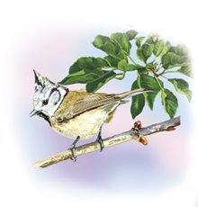 Птицы - i_018.jpg