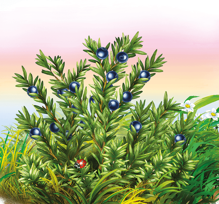 Грибы и ягоды - i_004.png