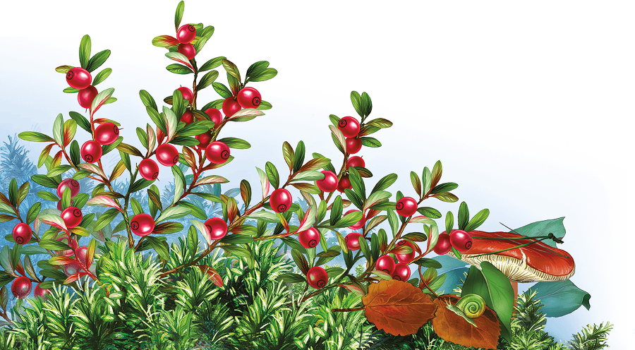 Грибы и ягоды - i_007.png