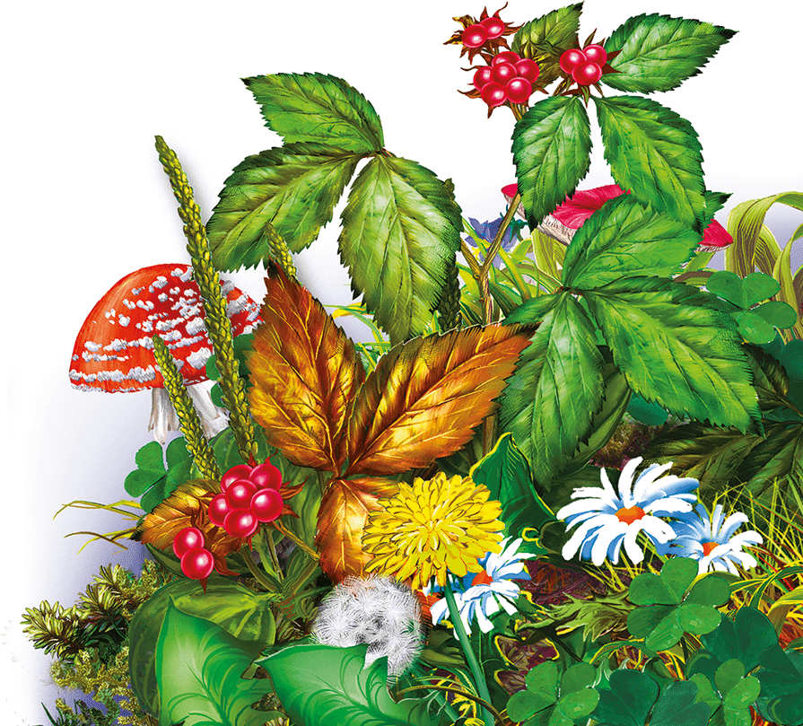 Грибы и ягоды - i_012.png
