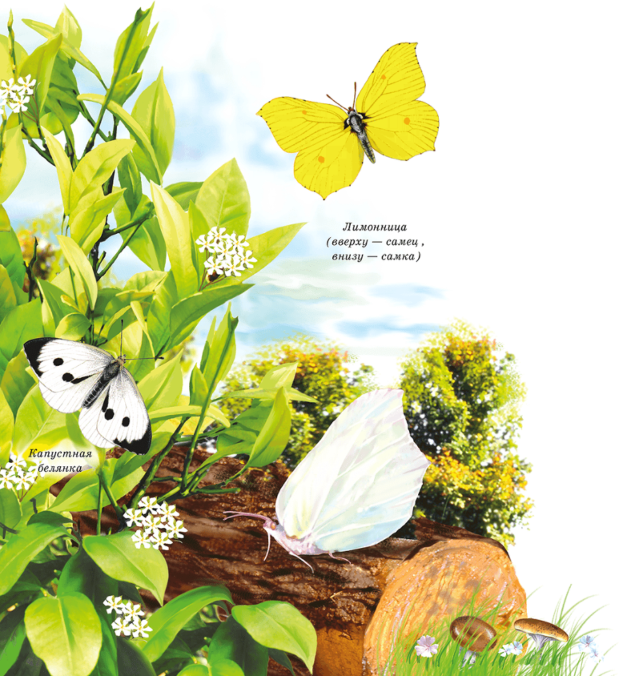 Бабочки - i_009.png